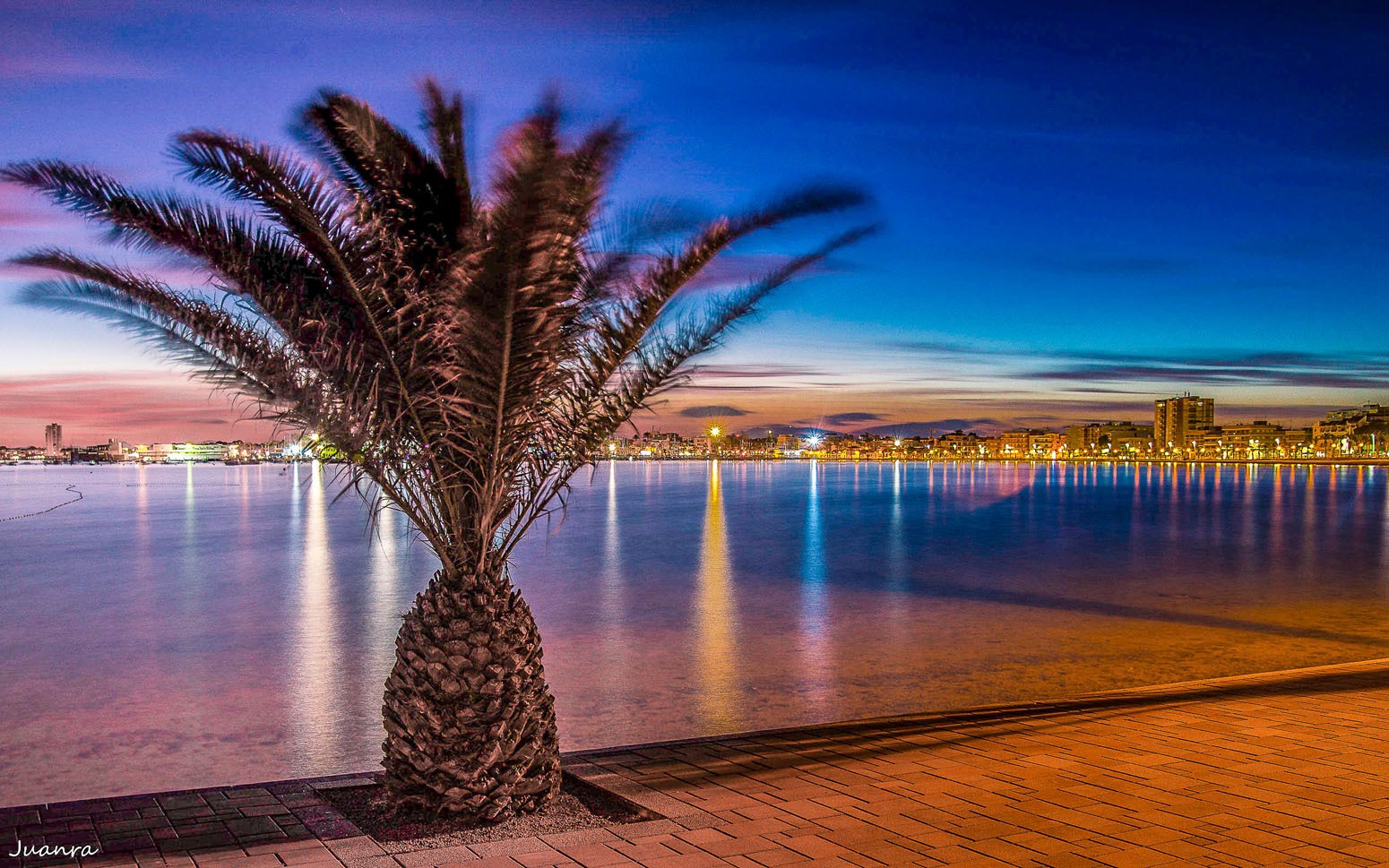 Palmera en el camino del Quintín (San Pedro del Pinatar, Murcia)