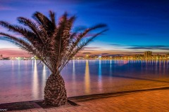Palmera en el camino del Quintín (San Pedro del Pinatar, Murcia)