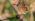 Polyommatus bellargus (La niña celeste)