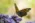 Argynnis paphia (Nacarada)