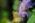 Hesperia comma (Dorada de manchas blancas)