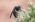 Abeja de prado (Andrena agilissima)