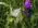 Aporia crataegi (Blanca del majuelo)