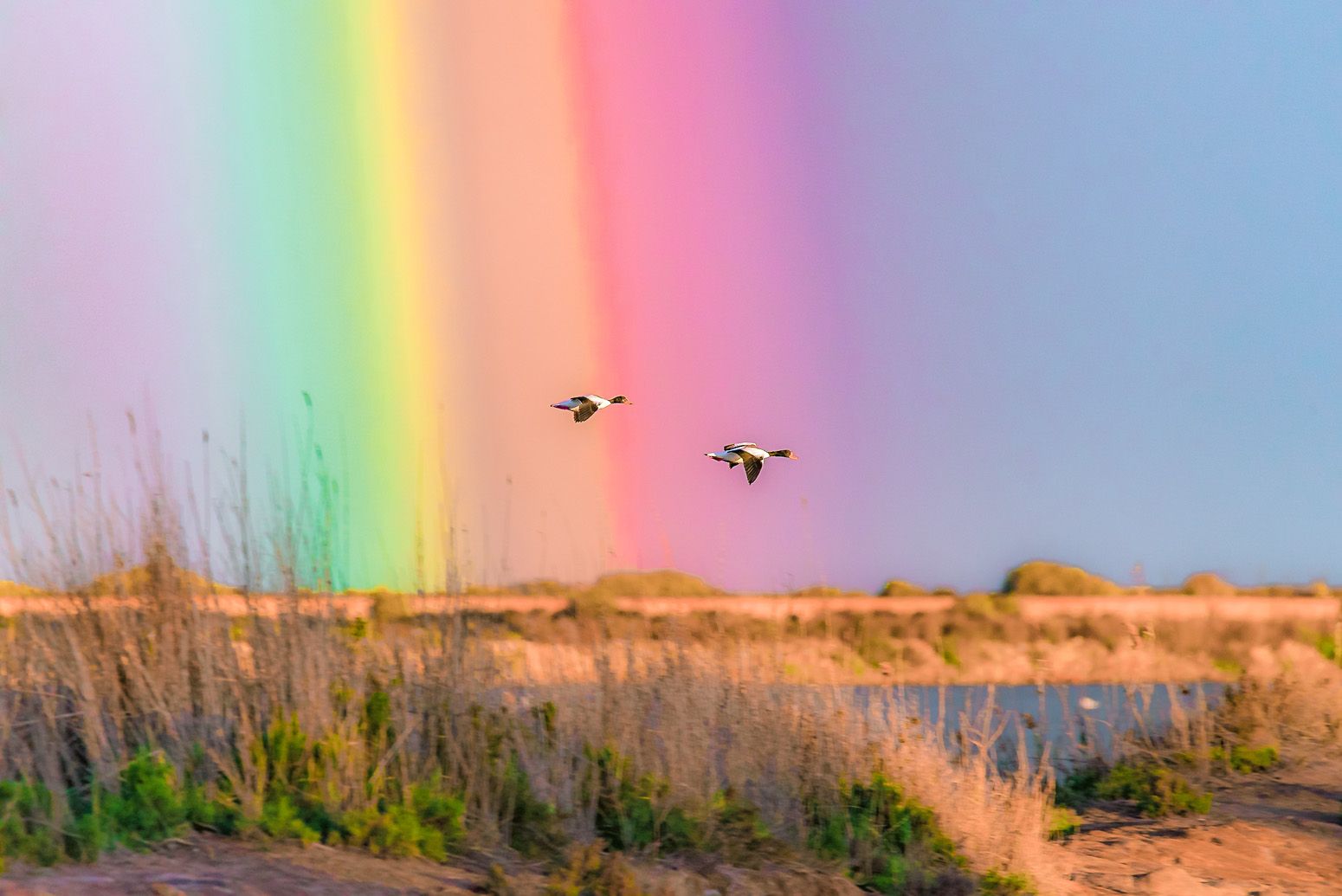 Tarros blancos sobre arco iris (San Pedro del Pinatar, Murcia)
