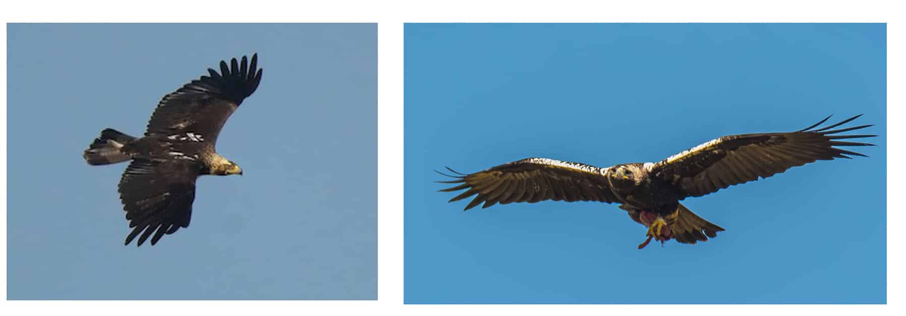 Comparativa-imperiales-en-vuelo