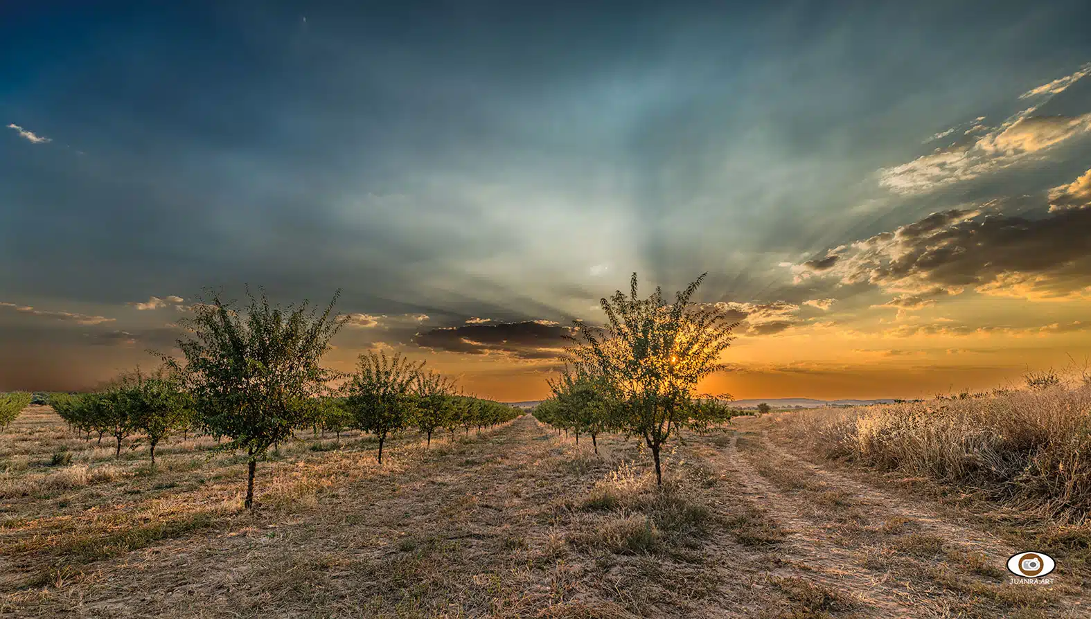 Atardecer en un cultivo de almendros en Osa de la Vega (Cuenca)