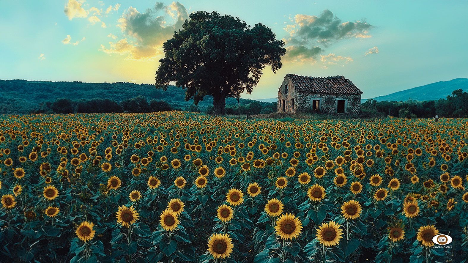 Campo de girasoles, un cultivo común en la Mancha.