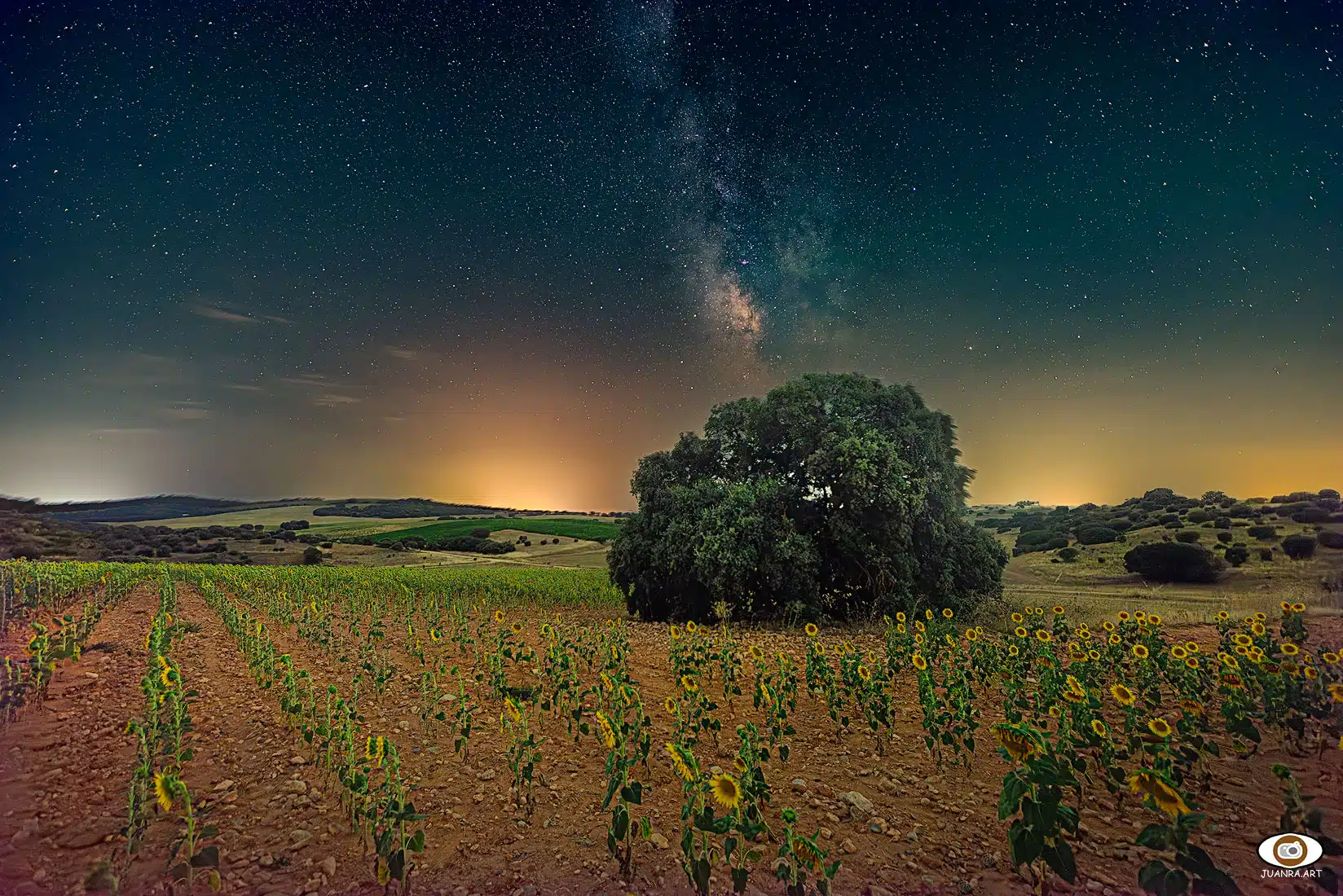 Cultivo de girasoles en Osa de la Vega (Cuenca)