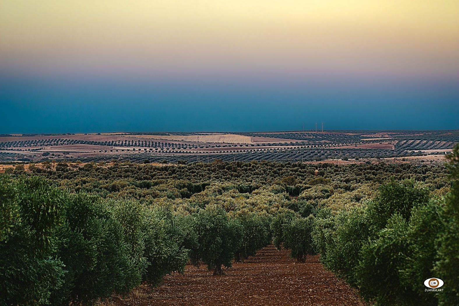 Olivares en Nambroca (Toledo)